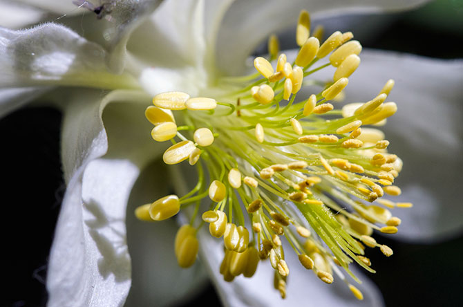 stamen