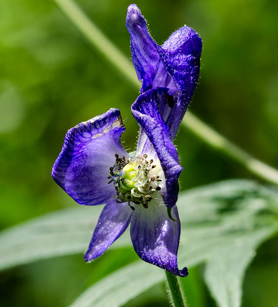 willowhood