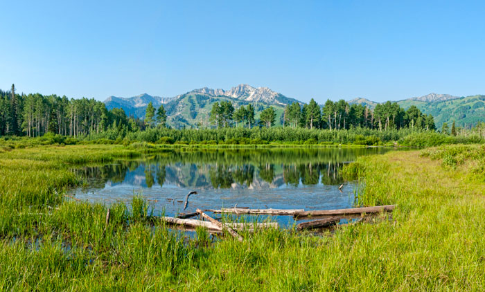 willow-pond