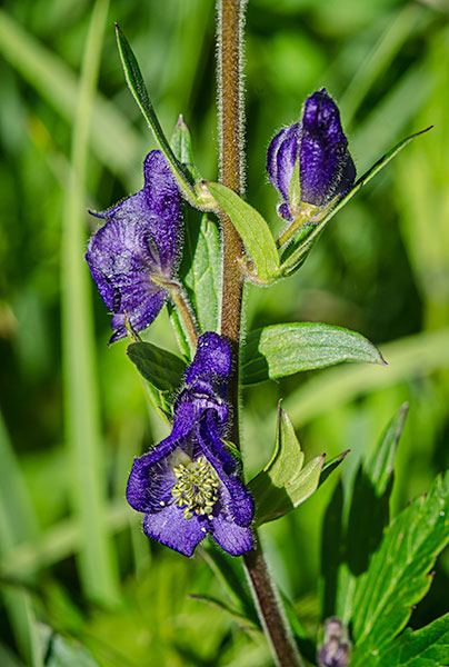 alta-monkshood