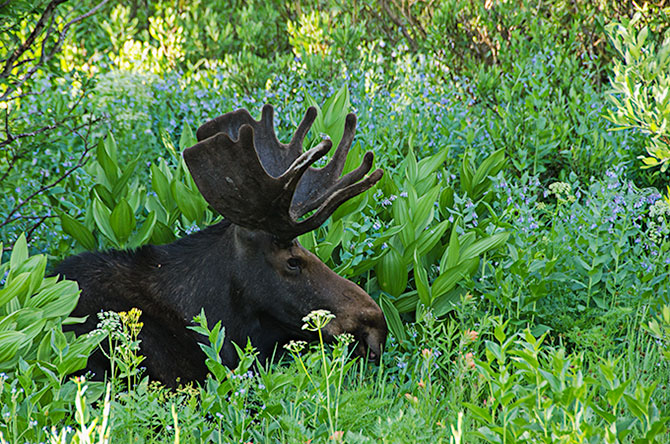 bull-moose