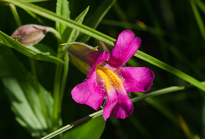 lewis-monkeyflower