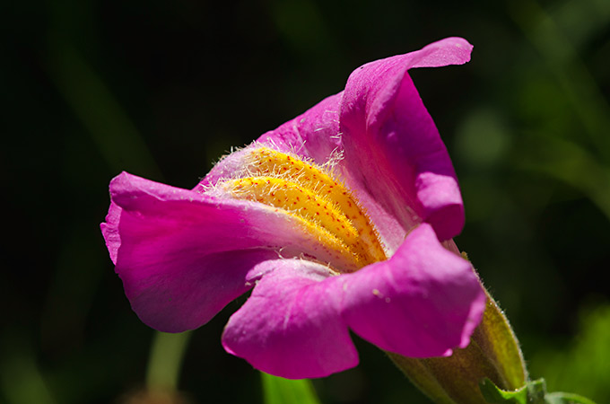 purple-monkeyflower