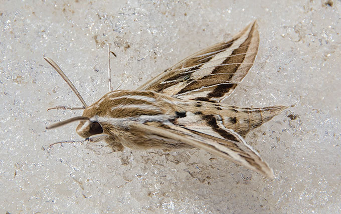 hummingbird-moth