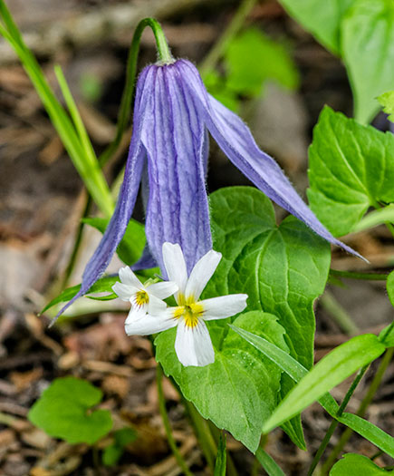 hairy-clematis-three