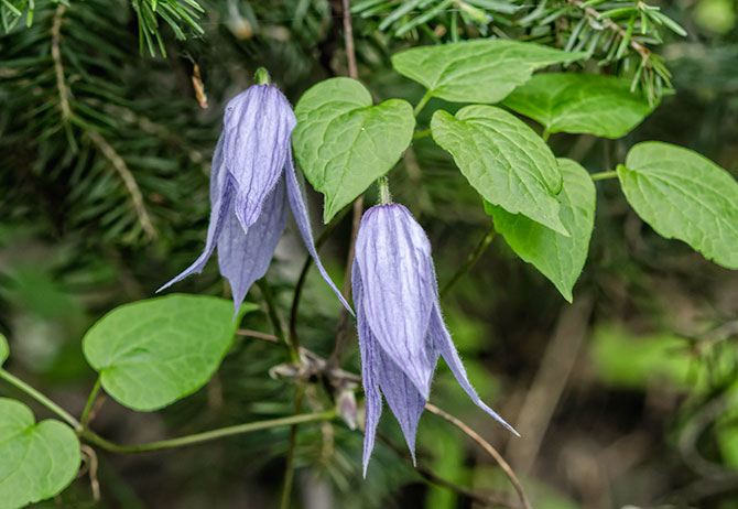 hairy-clematis-two