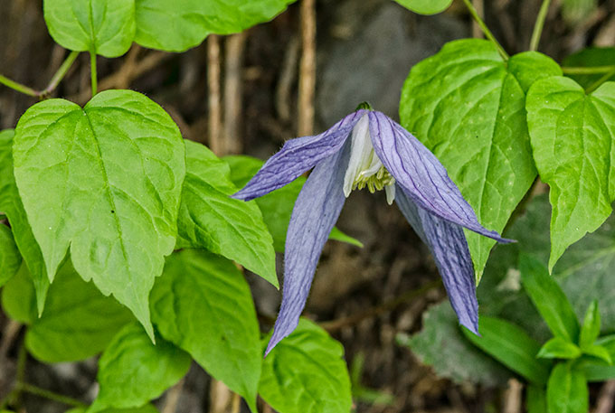 hairy-clematis