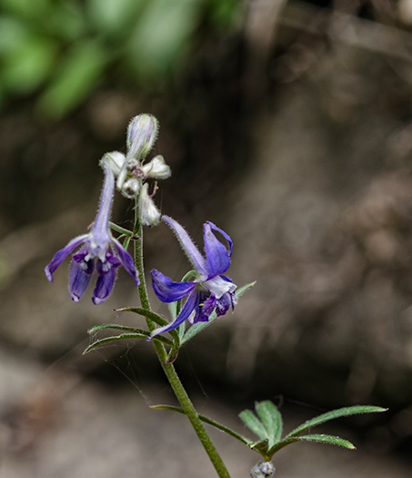 larkspur