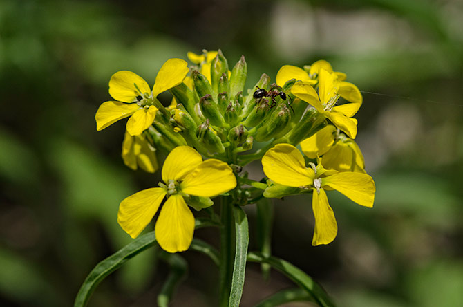 wallflower