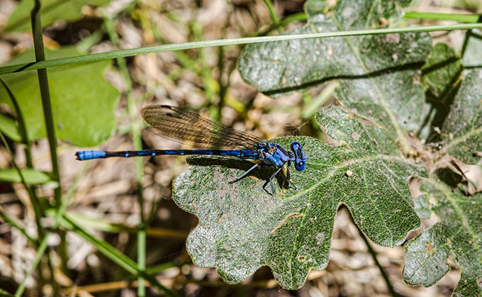 blue-damselfly