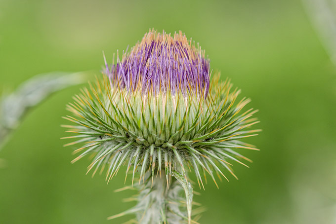 purple-head