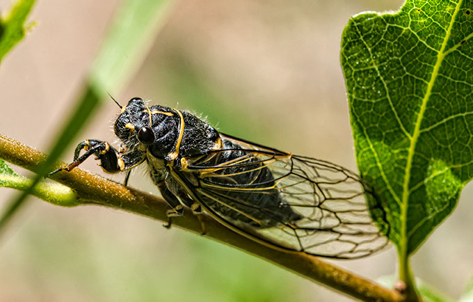 putmans-cicada