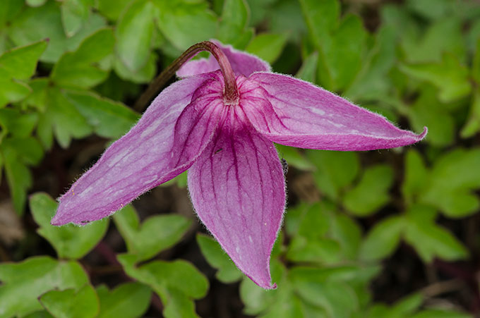 baker-clematis