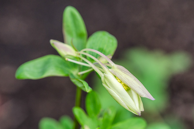 columbine bloom