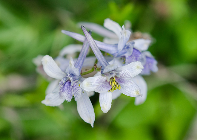 larkspur