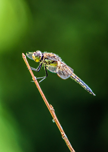 yellow-hawk