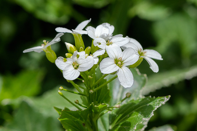 bittercress