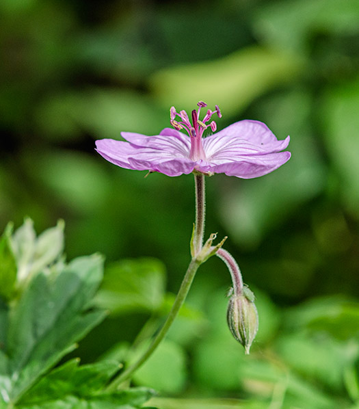 sticky-geranium