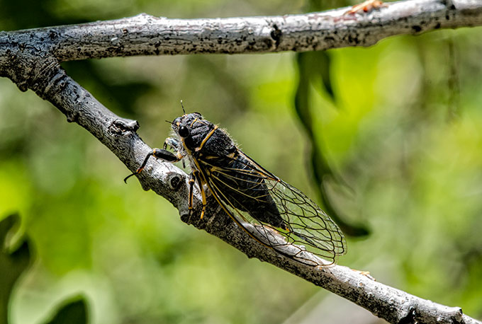 mtn-cicada