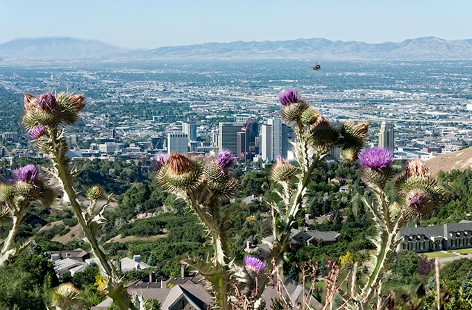 thistle-city