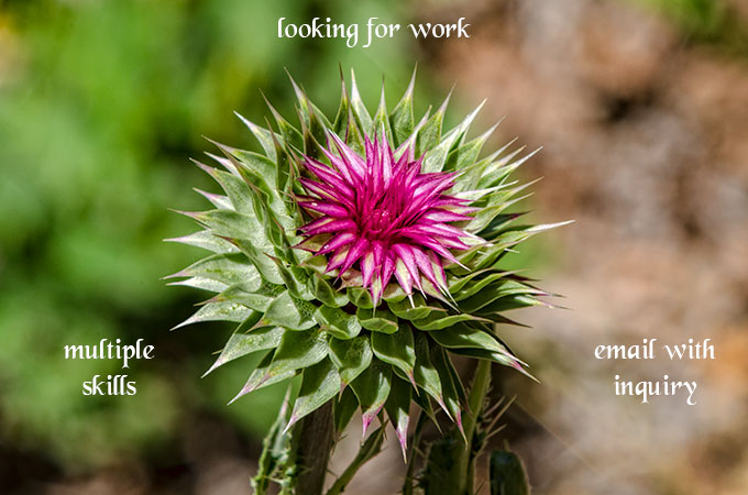 work-thistle