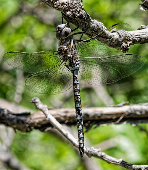 darner