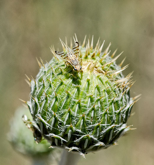 thistle-fly