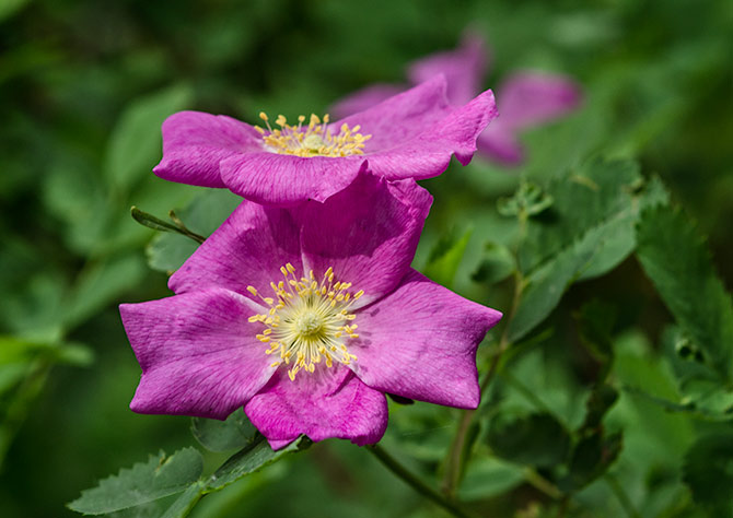 wild-rose