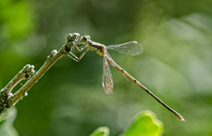 gold-damsel