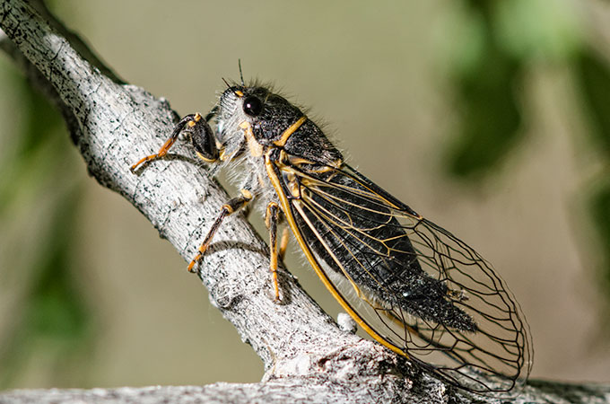 cicada