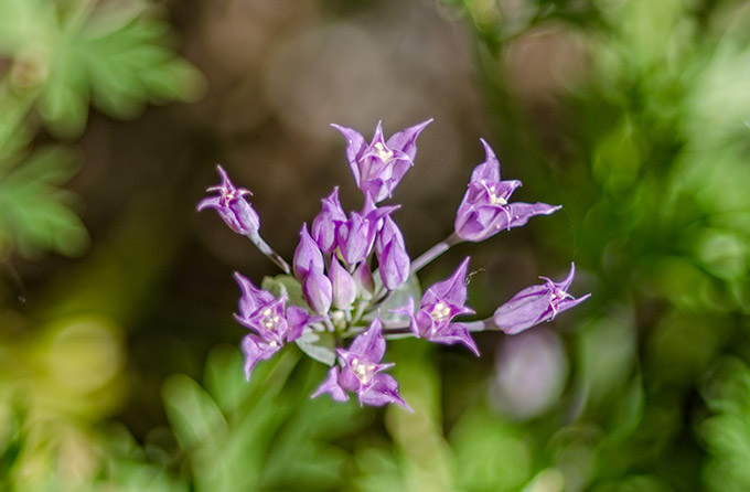 wild-onion