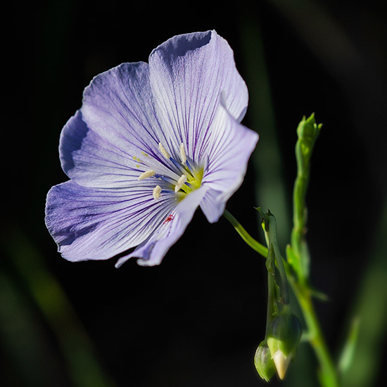 blue-flax