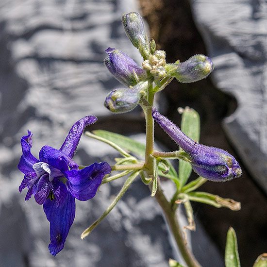 larkspur