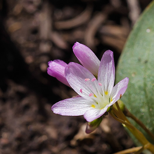 spring-beauty