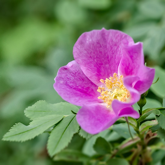 wild-rose2