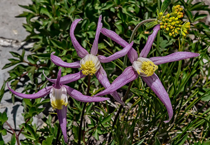 hairy-clematus