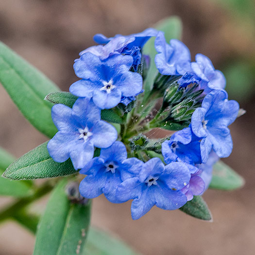 mtn-bluebells