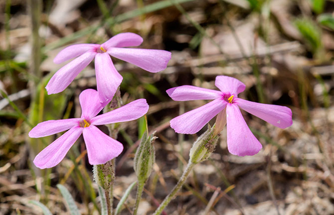 phlox