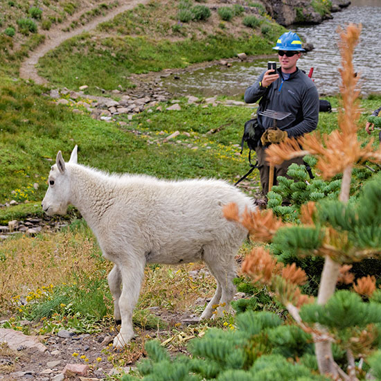 herding