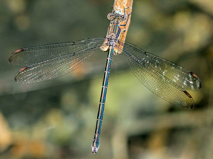 great-spreadwing