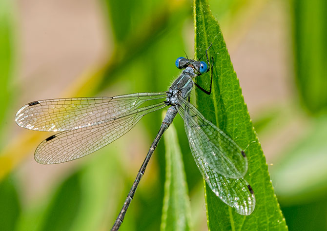 spreadwing-headshot