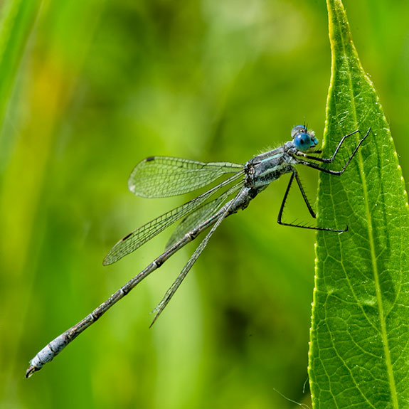 spreadwing