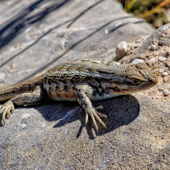 fence-lizard