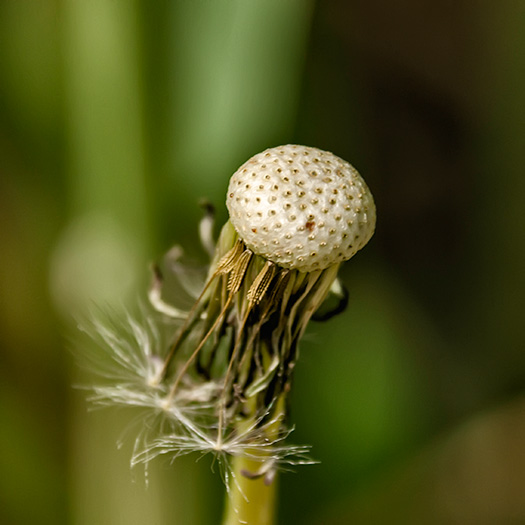 dandy-seed