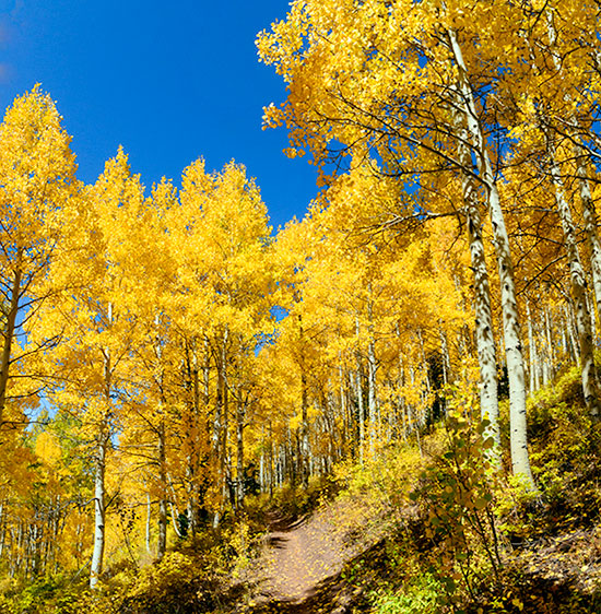 aspen-trail