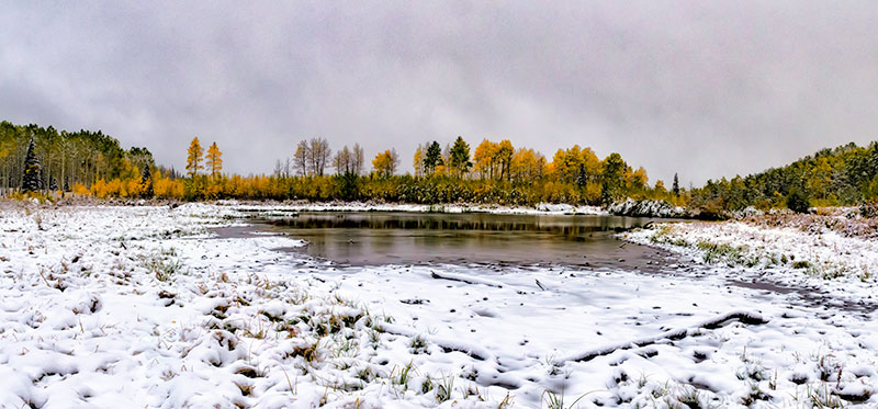 willow-pond