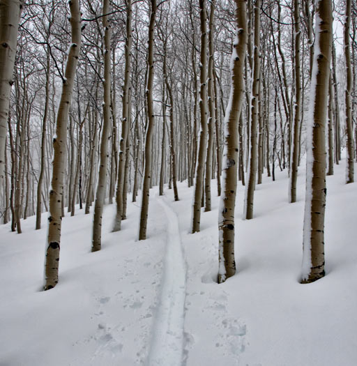 aspen-trail