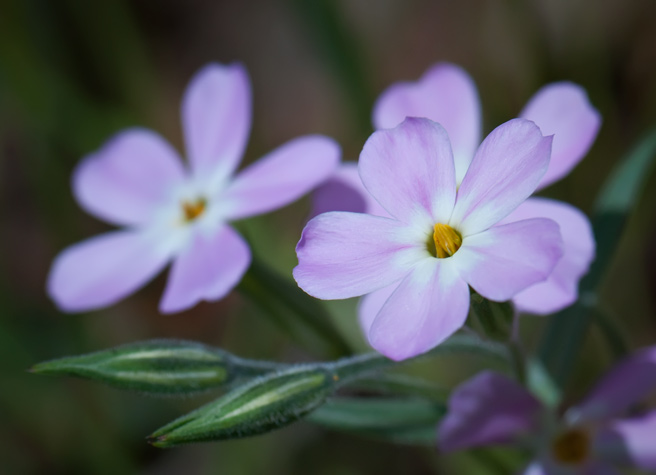 carpet-phlox