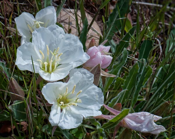 evening-primrose