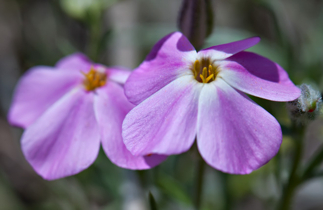 two-phlox